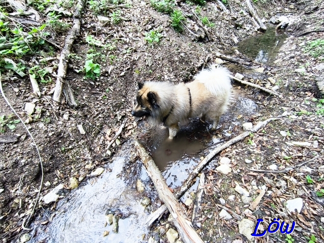 22.4.2025 - Dwix im Bach vom Wasserspreng